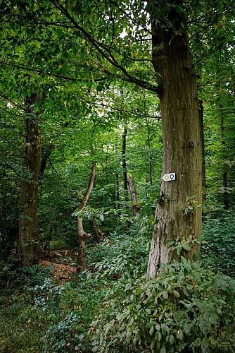 Paysages de la Blies