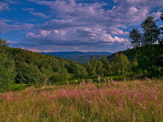 Vue depuis le Col du Donon