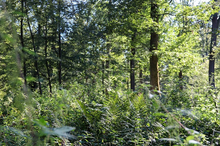 Circuit du Grosswald