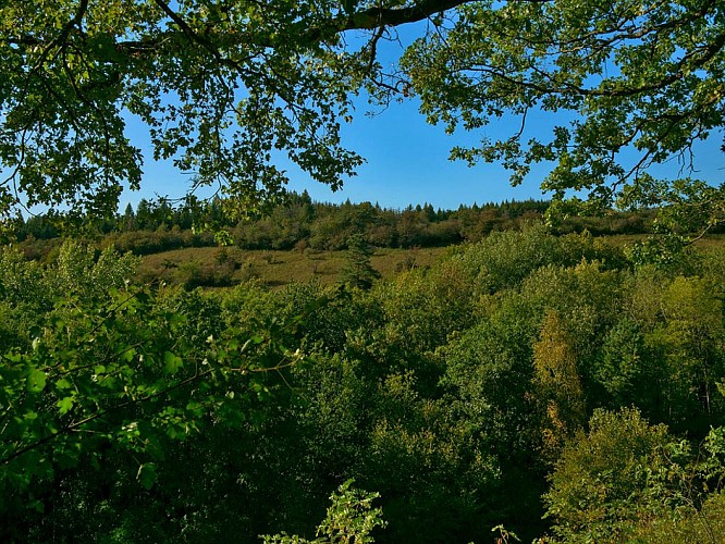 Pfad durch das Naturschutzgebiet von Montenach