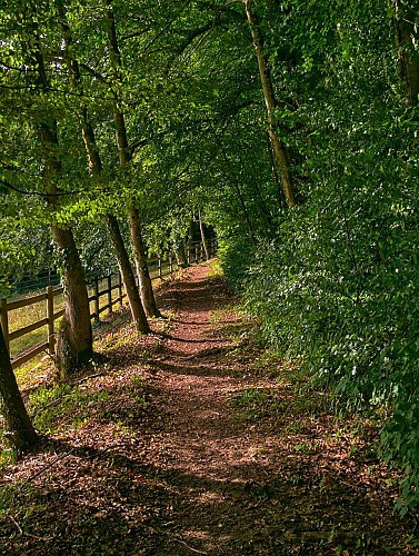 Sentier en forêt