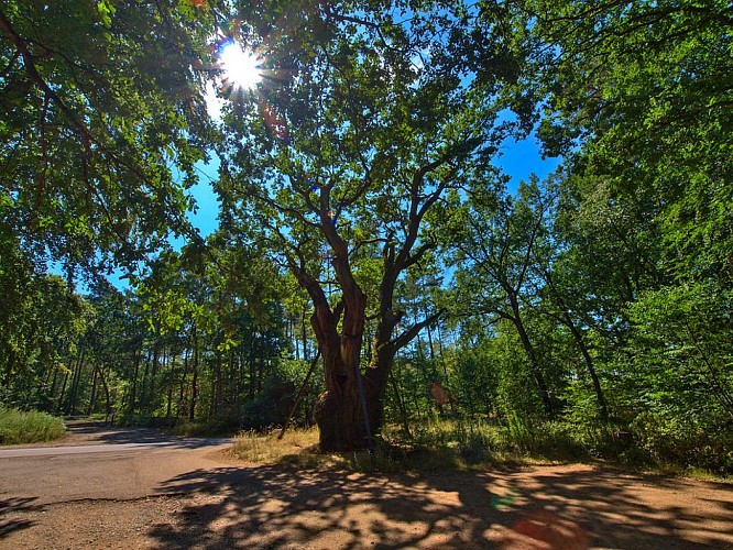 Le chêne des sorcières