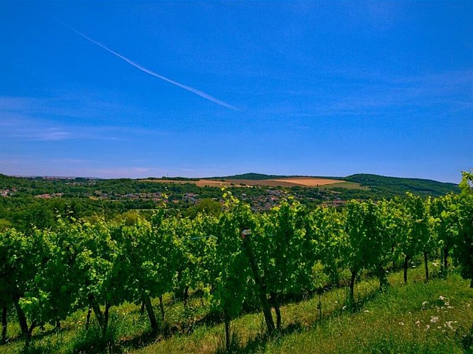 La vallée de la Moselle - Paysage de vignes à Dornot