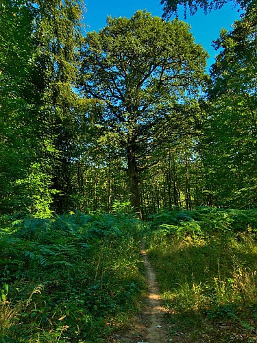 Chêne des moines, Villers-Bettnach