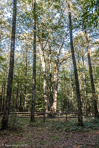 Forêt de Senonches - Le Chêne Fauteuil