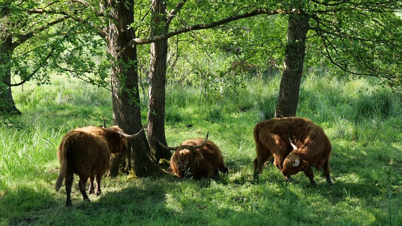 Les vaches Highland