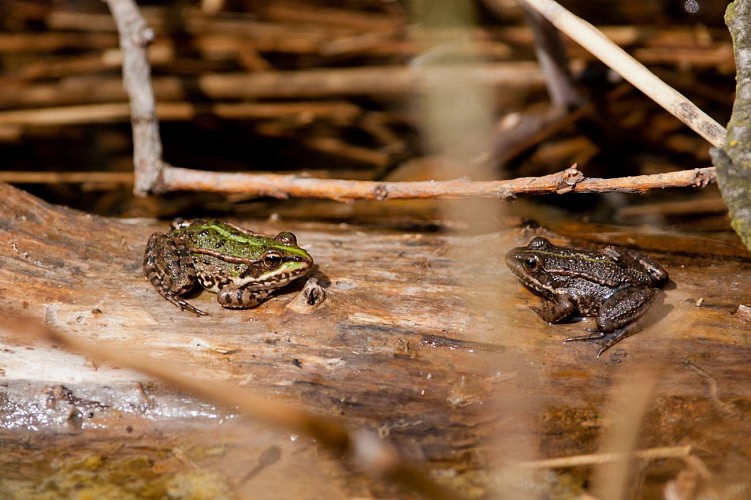 Frogs - vallée d'Abondance