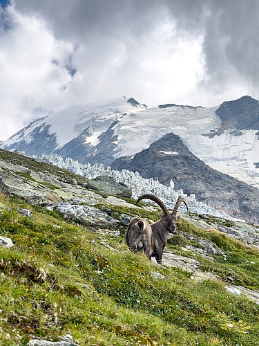 Le Nid d'Aigle au départ de Bionnassay_Saint-Gervais-les-Bains