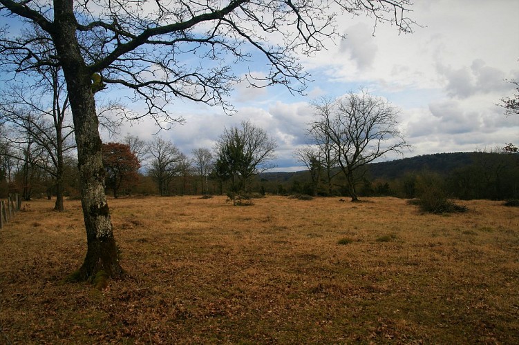 Pelouses calcaires