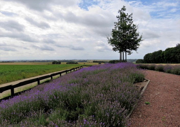 Des hauts et des bas