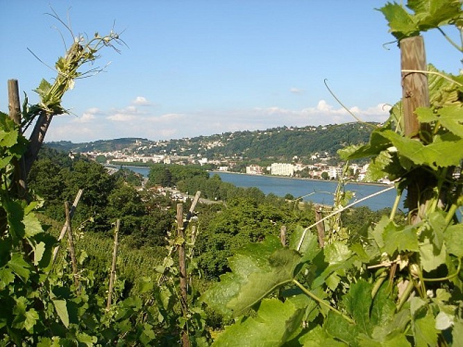 Wandern zwischen Rhône und Weinbergen: Tupin, Condrieu, Semons
