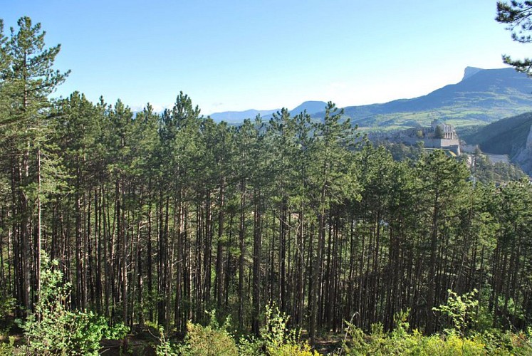 Hiking trail "Le Molard's botanic trail"