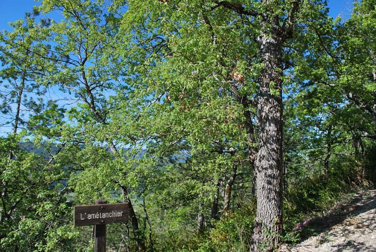 Hiking trail "Le Molard's botanic trail"