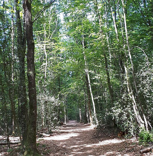 En forêt de Rennes