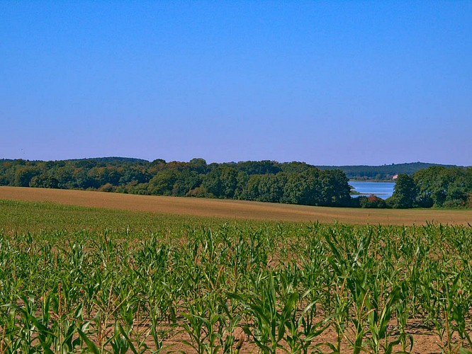 Haut de l'étang de Lindre, à l'ouest de Guermange