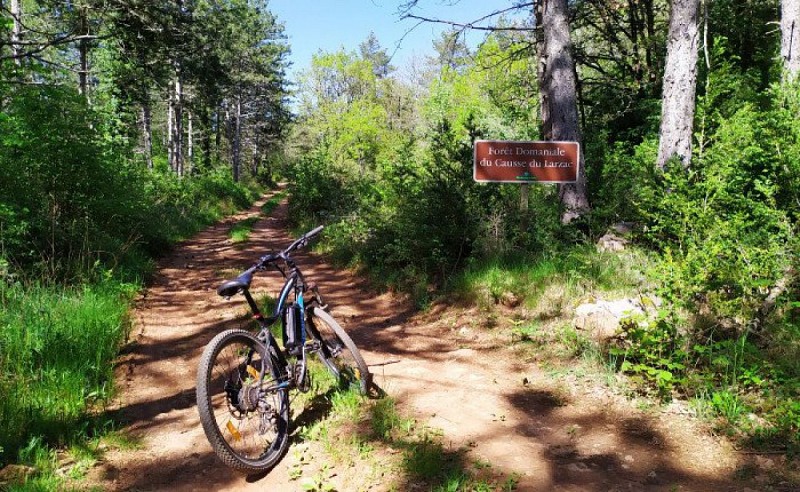 La forêt domaniale du Larzac