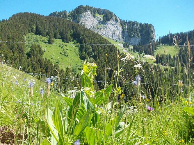 Charmette Alpine pastures