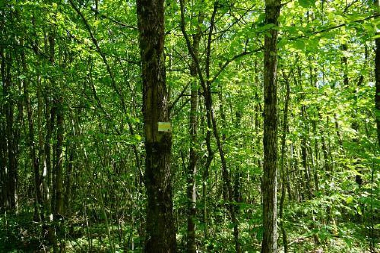 Sentier du menu Bois Balisage