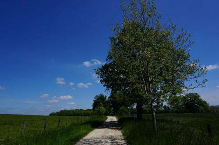 Sentier du Menu Bois