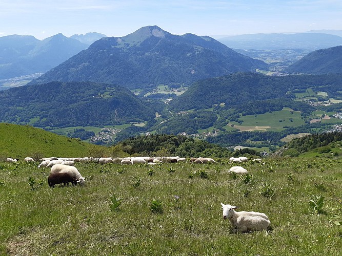 Haut Fleury from Roche Pallud