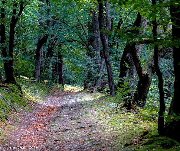 Le chemin en forêt de Senonches