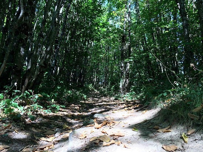 Sentier des Demoiselles