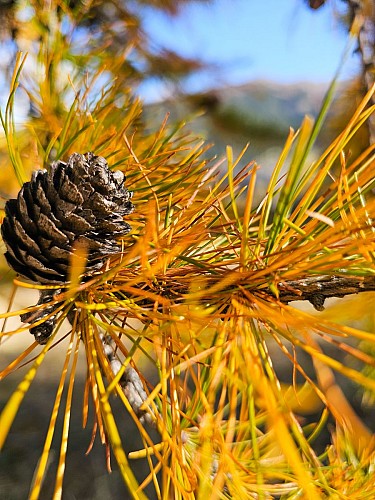 Le Mélézin_Villar-Saint-Pancrace