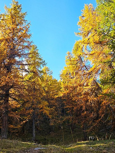 Le Mélézin_Villar-Saint-Pancrace