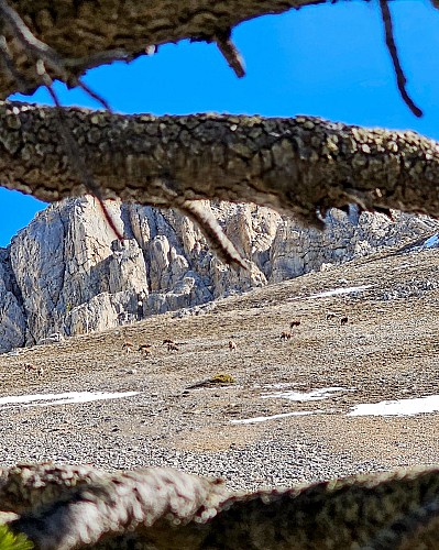Le Creux des Souches_Névache