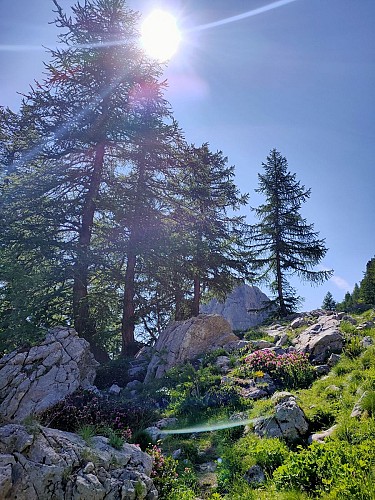 La croce dell'Aquila