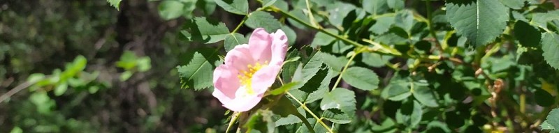 Bandeau sentier botanique Villard
