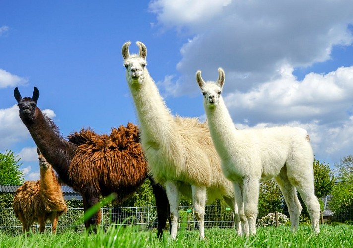 Lamas