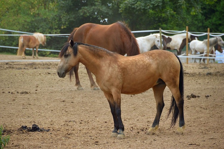 Centre équestre