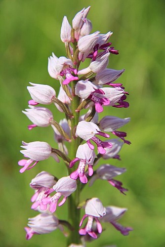 Boulogne sur Gesse "Côtes de Bieil et Montoussé"