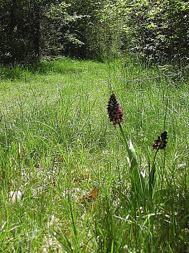 Aurignac "Sentier de Bonnefont"