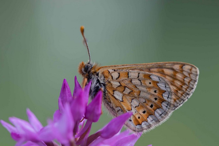 Damier de la succise