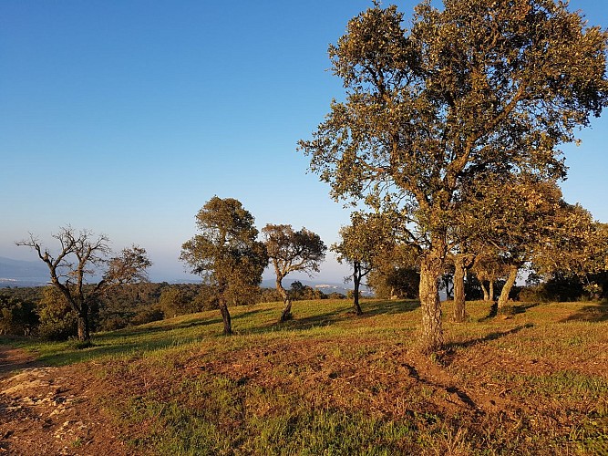 Panoramas-Wanderung aus dem Golf von Saint-Tropez und der Cavalaire Bay