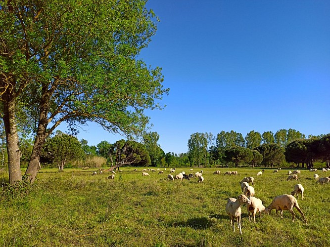 Moutons paissant près des Marines de Gassin https://gassin.eu