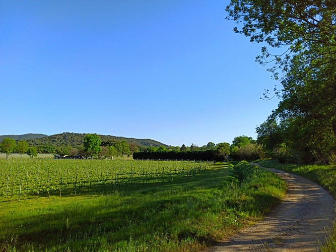 Vignes du Domaine du Bourrian sur le Sentier de la Mer à Gassin https://gassin.eu