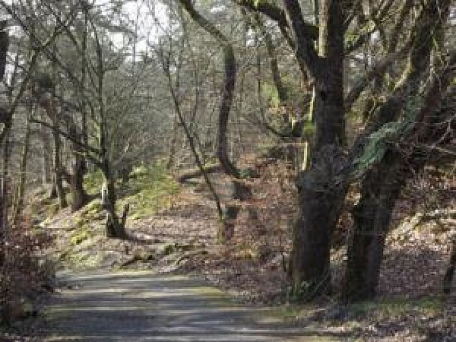 Forêt de Fontainebleau : réserve biologique - AudioGuide