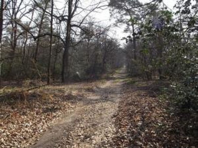 Bos van Fontainebleau: biologisch reservaat - AudioGuide