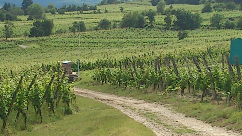 Randonnée A la découverte du vignoble de Molsheim