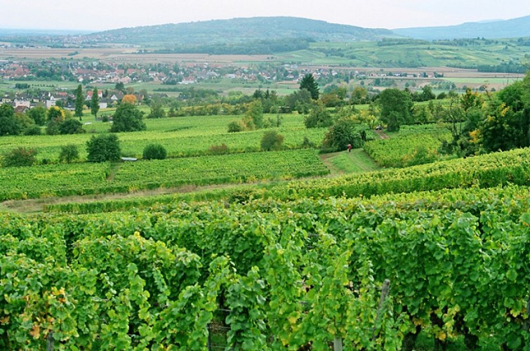 Randonnée A la découverte du vignoble de Molsheim
