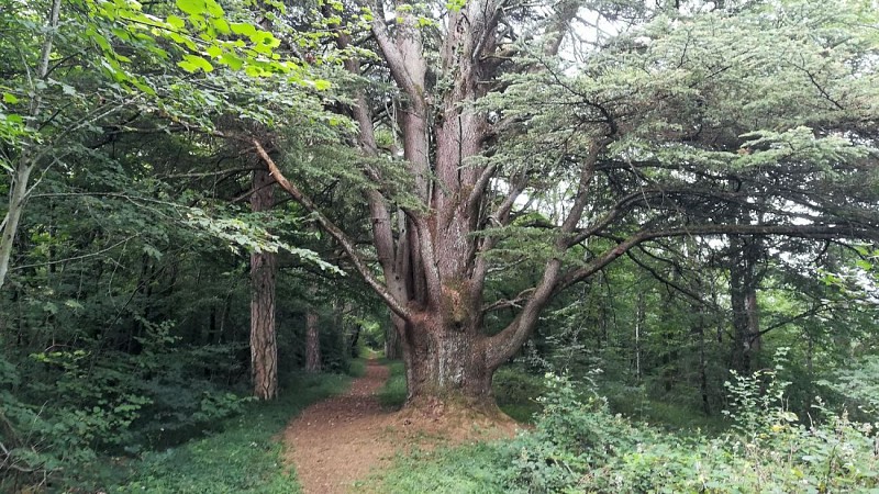 Arbre Mont du Calvaire