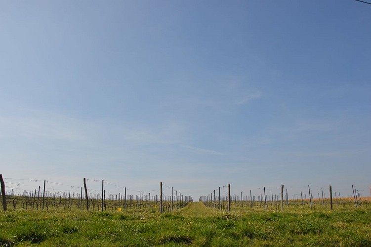 BL de Roquebrune vignes