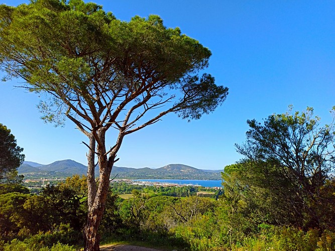 Pin parasol sur le golfe de Saint-Tropez https://gassin.eu