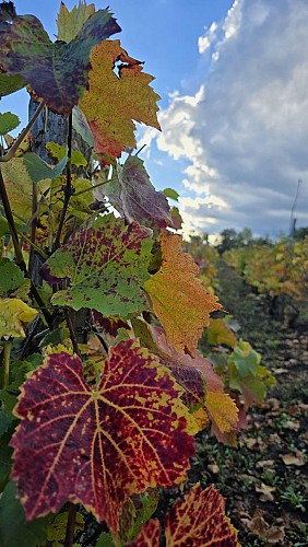 La Forêt de Marcoin_Marsat