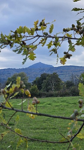 La Forêt de Marcoin_Marsat