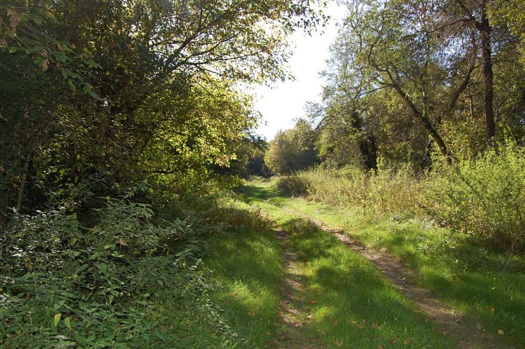 Chemin en bord d'Adour