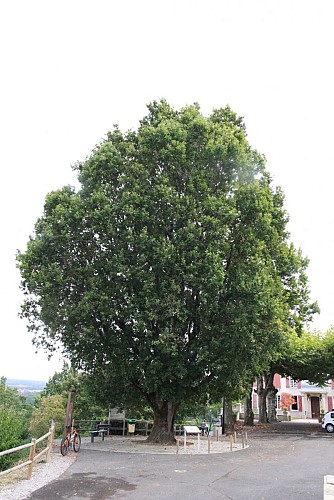 Arbre de la Liberté